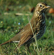 Song Thrush