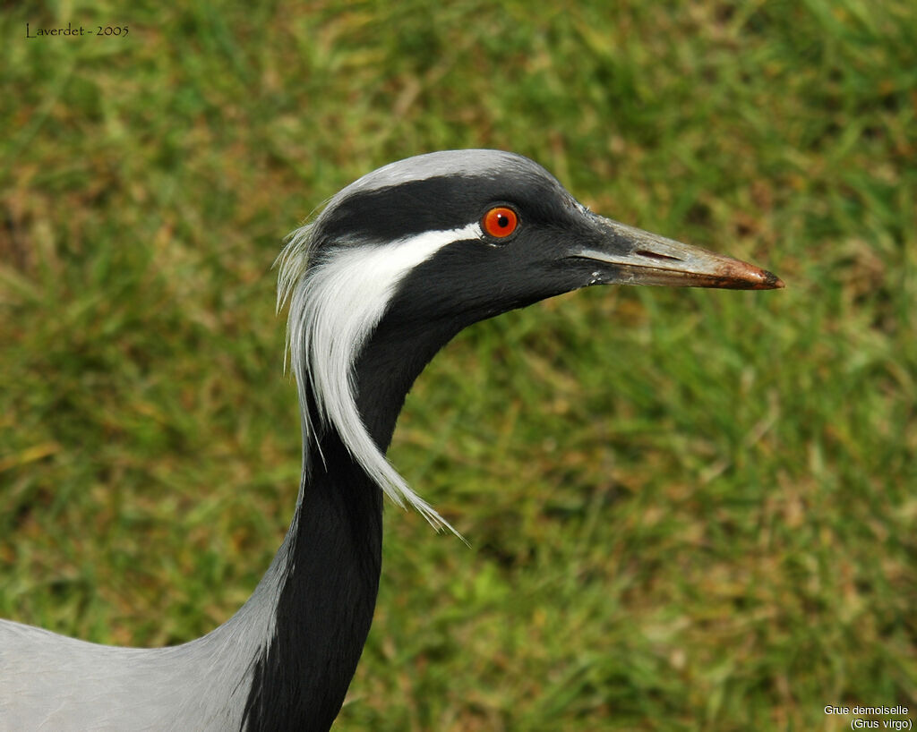 Demoiselle Crane