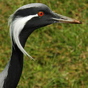 Demoiselle Crane