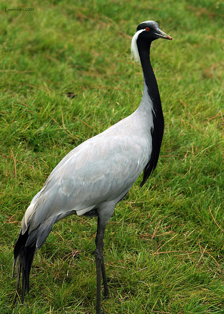 Demoiselle Crane