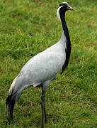 Demoiselle Crane