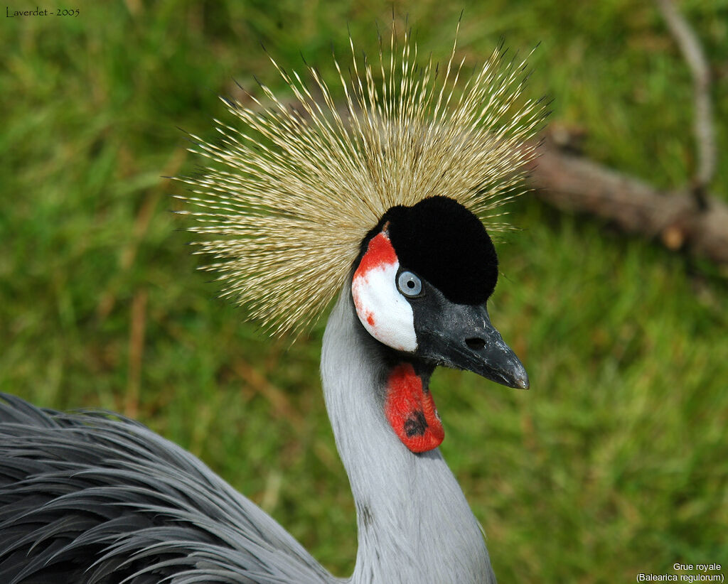 Grey Crowned Crane