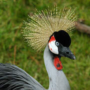 Grey Crowned Crane