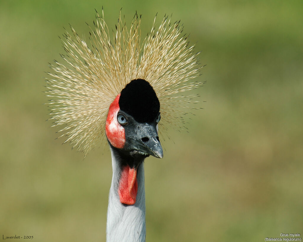 Grey Crowned Crane