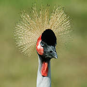 Grey Crowned Crane