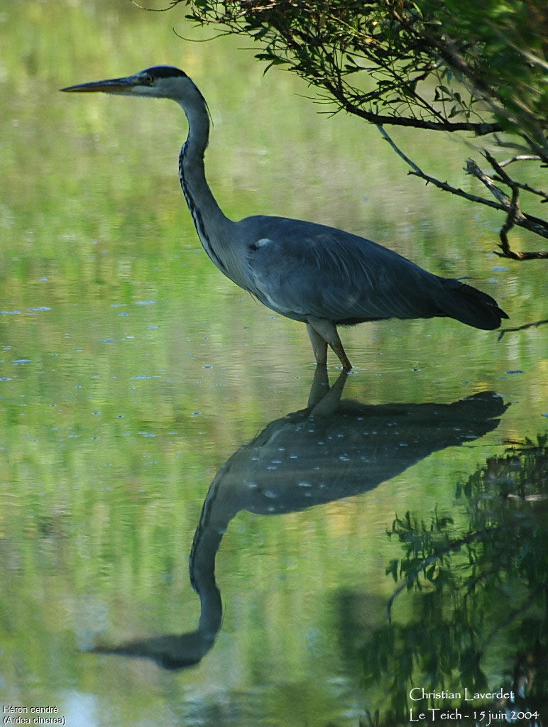 Grey Heron