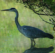 Grey Heron