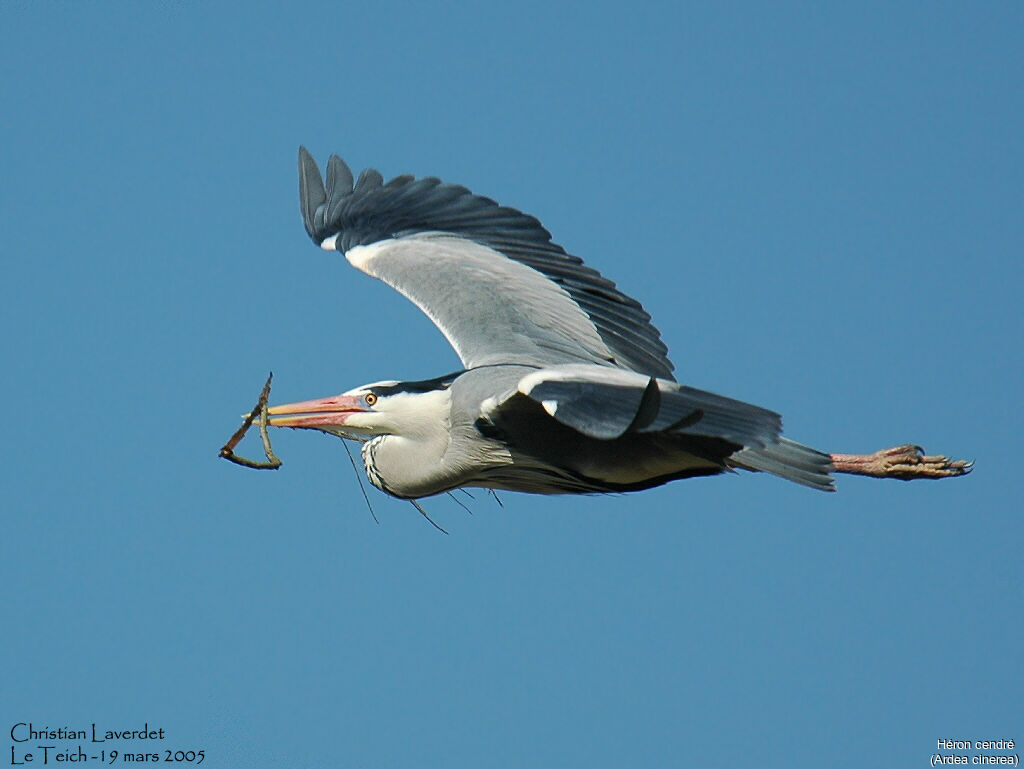 Grey Heron