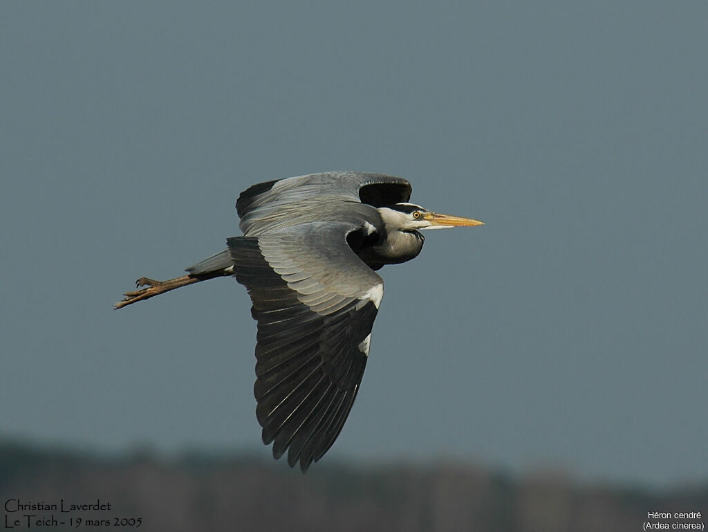 Grey Heron