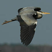 Grey Heron