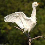 Western Cattle Egret