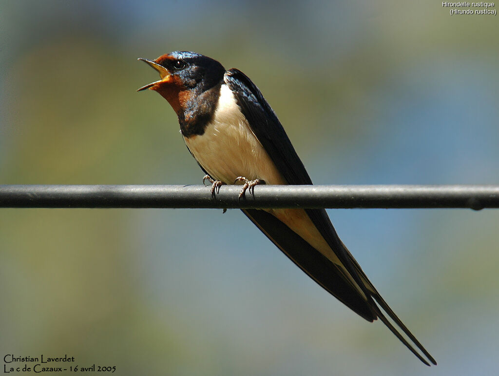 Barn Swallow