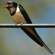 Barn Swallow