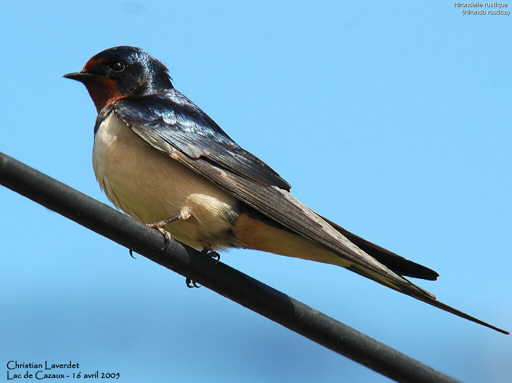 Barn Swallow