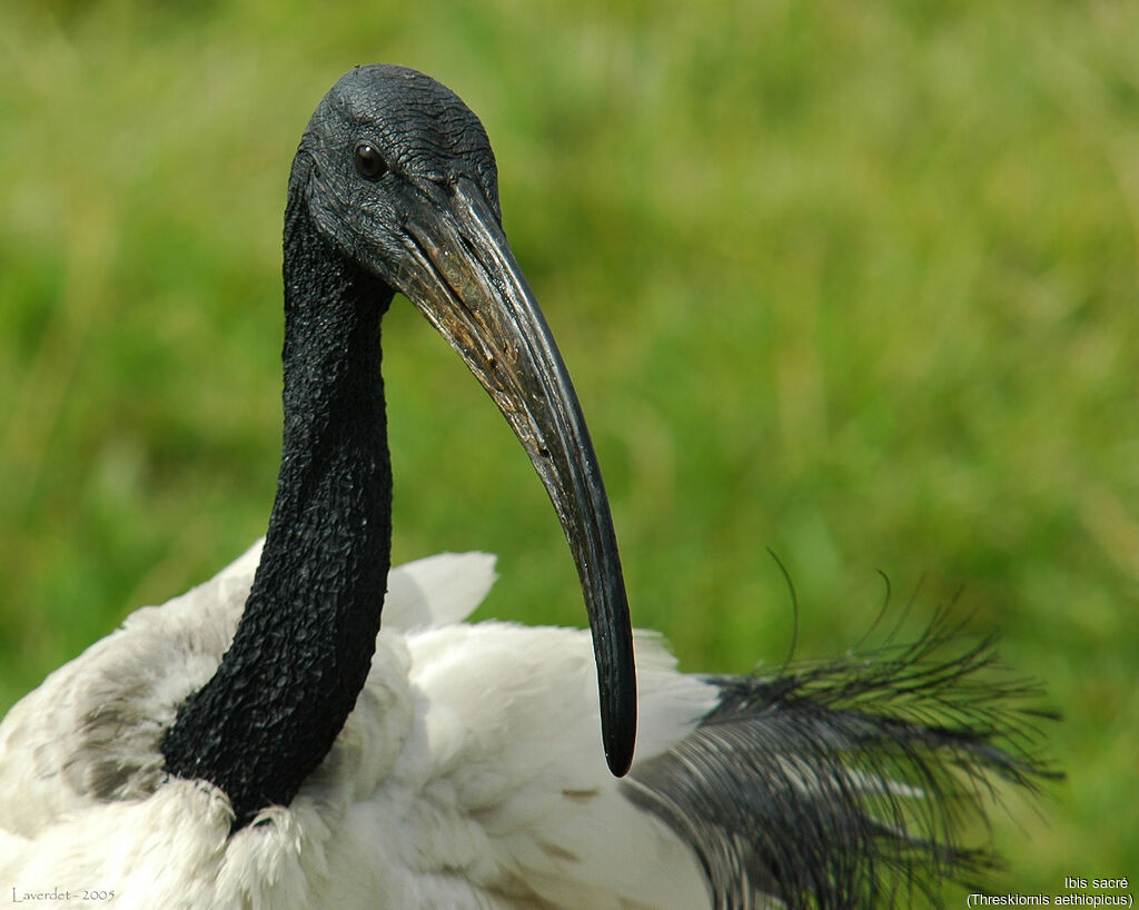 African Sacred Ibis