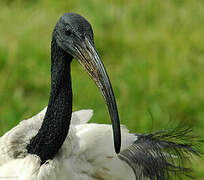 African Sacred Ibis