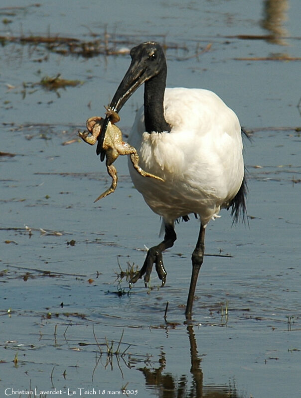 African Sacred Ibis, feeding habits, song