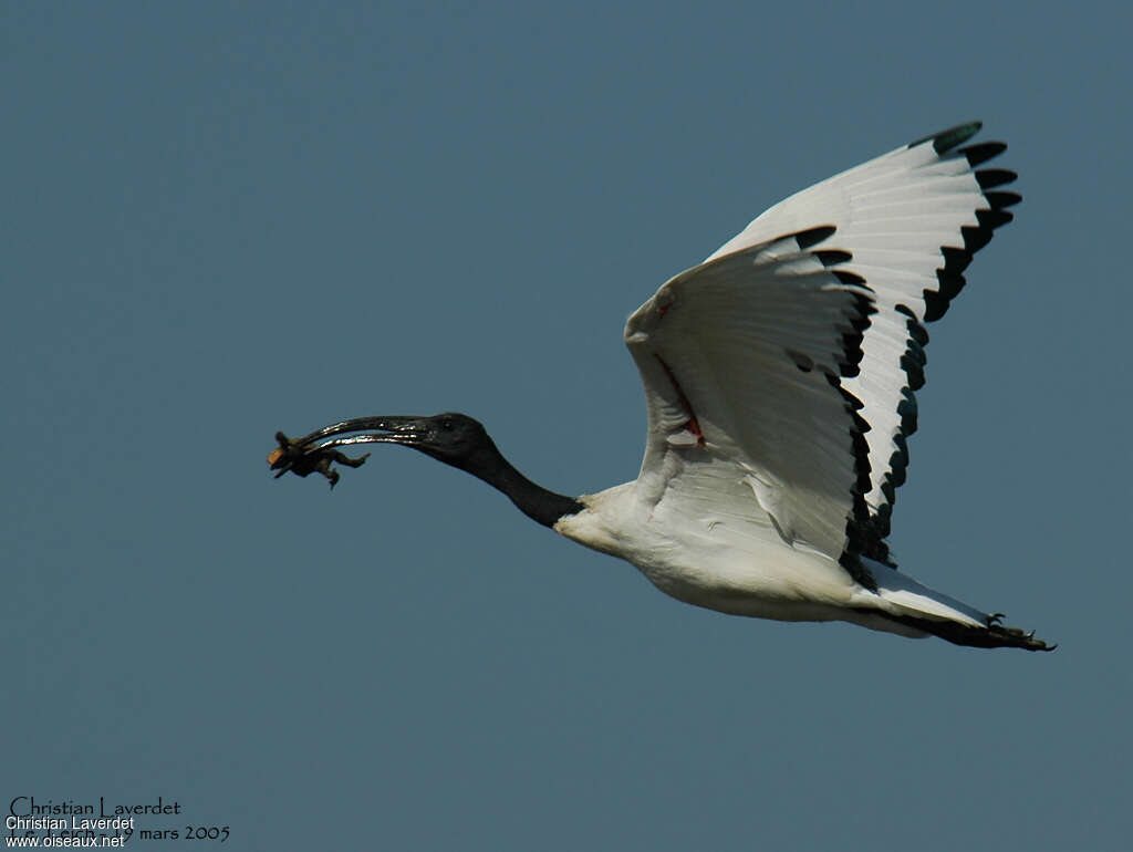 African Sacred Ibisadult, feeding habits