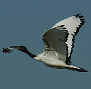 African Sacred Ibis