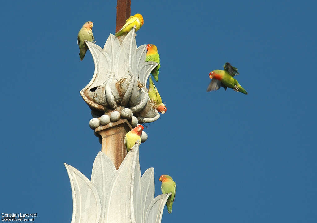 Fischer's Lovebirdadult, Flight