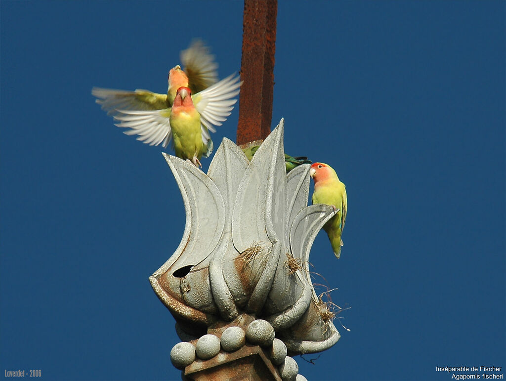 Fischer's Lovebird