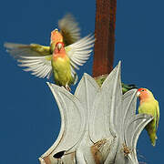 Fischer's Lovebird