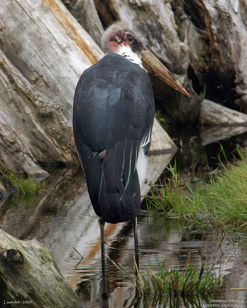 Marabou Stork