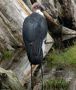 Marabou Stork