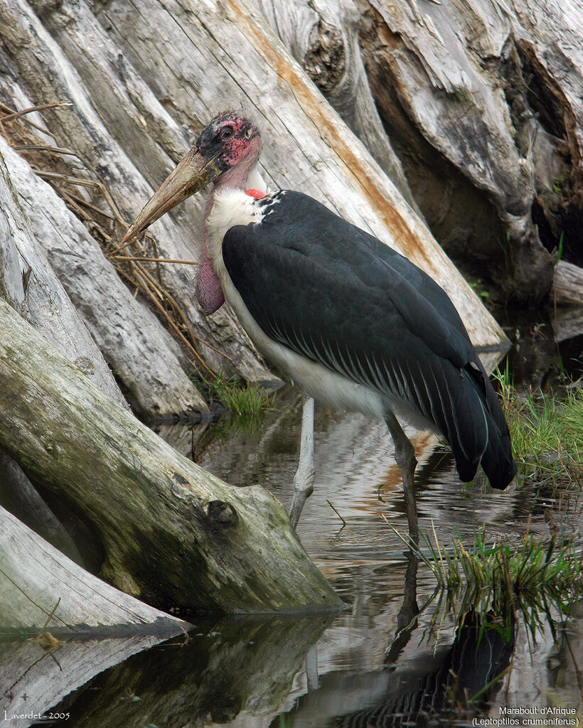 Marabou Stork