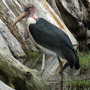 Marabou Stork