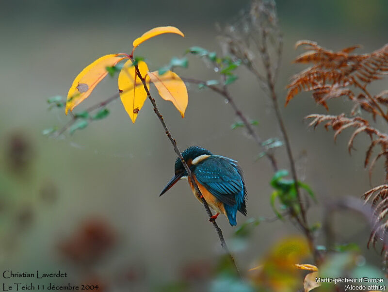 Common Kingfisher