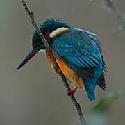 Common Kingfisher