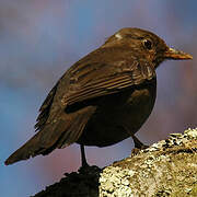 Common Blackbird