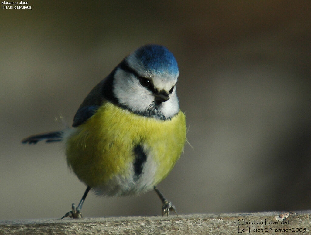 Mésange bleue