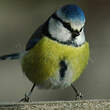 Mésange bleue