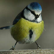 Eurasian Blue Tit