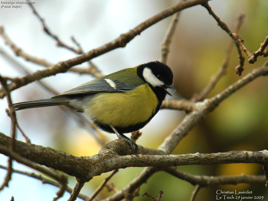 Mésange charbonnière