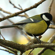 Great Tit