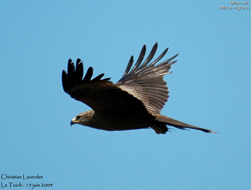 Black Kite