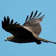 Black Kite