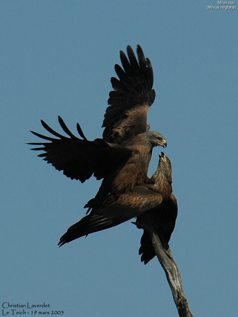 Black Kite