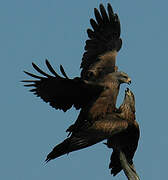 Black Kite