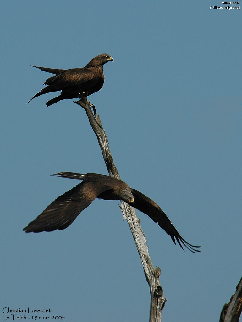 Black Kite