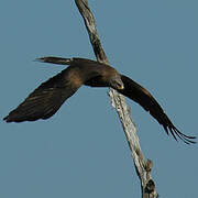 Black Kite