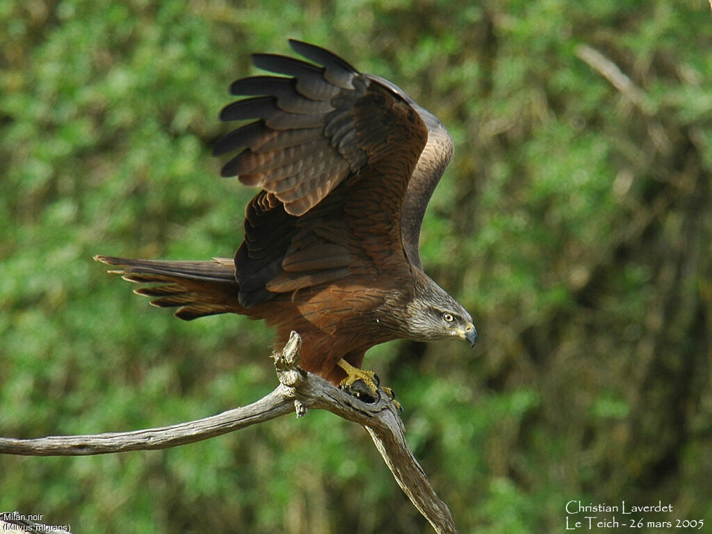 Black Kite