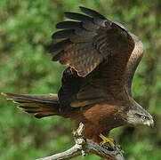 Black Kite