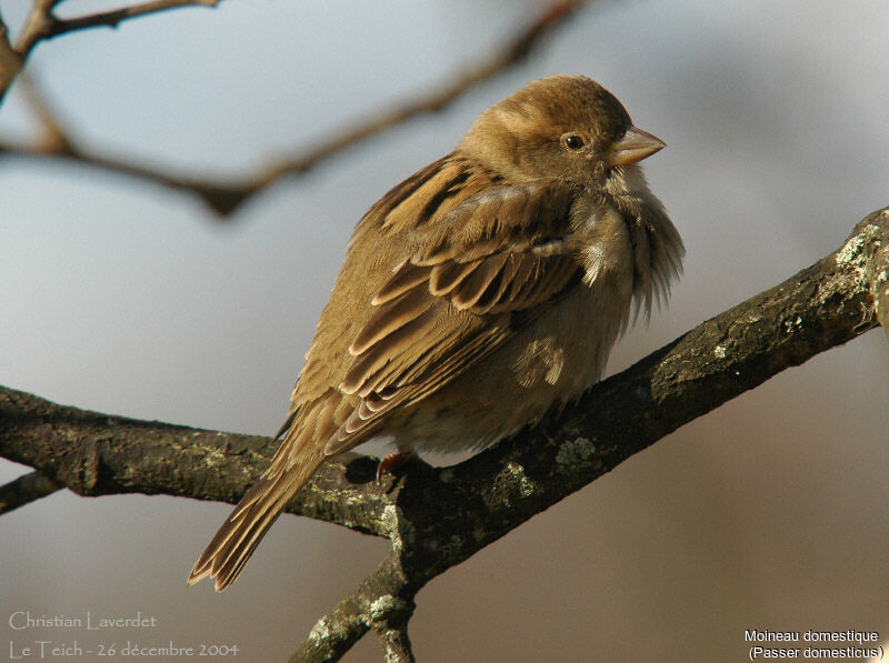 House Sparrow