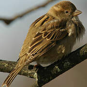 House Sparrow