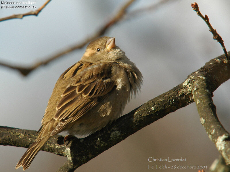 House Sparrow