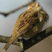 Moineau domestique